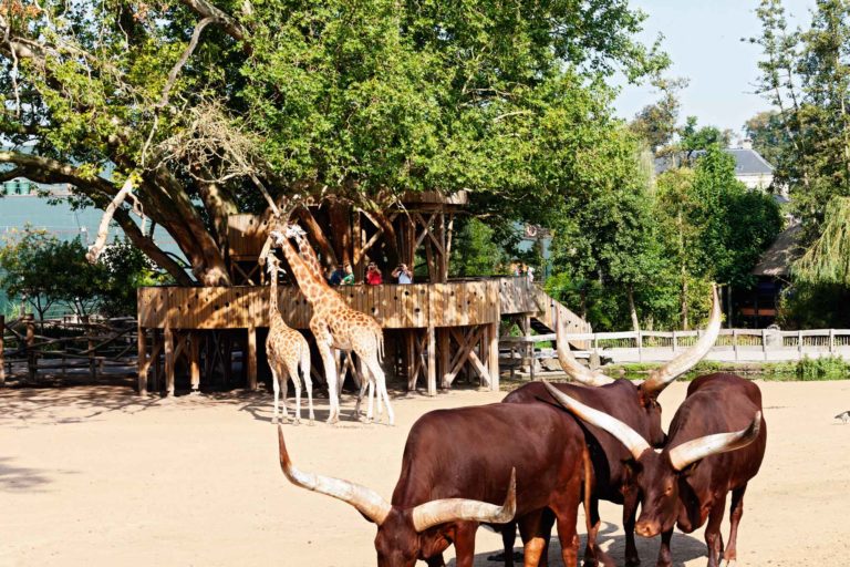 La cabane terrasse des girafes - La cabane perchée - Constructeur de cabanes